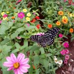 A Beautiful Butterfly Landed on my Pillow – This is How I started to meditate…