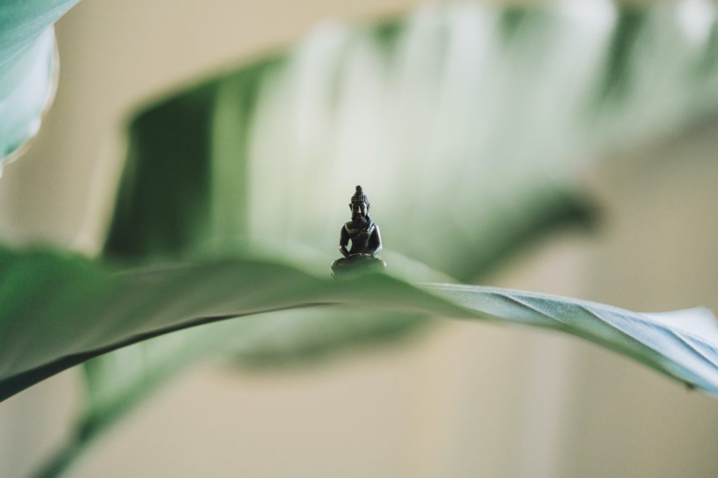 Buddha on a leave, Northcote, Australia